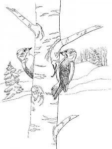Woodpecker coloring page 14 - Free printable