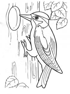 Woodpecker coloring page 2 - Free printable