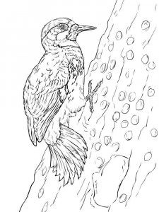 Woodpecker coloring page 3 - Free printable