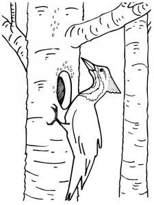 Woodpecker coloring page 5 - Free printable