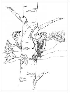 Woodpecker coloring page 8 - Free printable