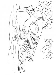 Woodpecker coloring page 9 - Free printable