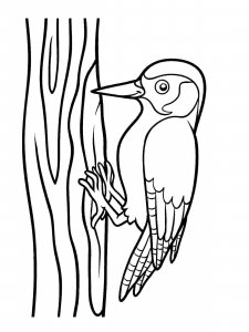 Woodpecker coloring page 16 - Free printable