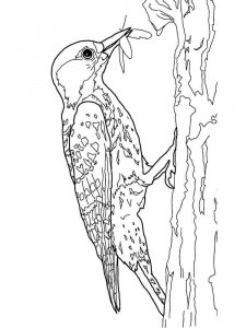 Woodpecker coloring page 25 - Free printable