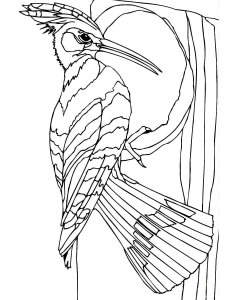 Woodpecker coloring page 18 - Free printable
