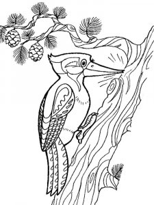 Woodpecker coloring page 19 - Free printable