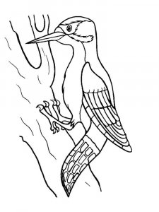 Woodpecker coloring page 21 - Free printable