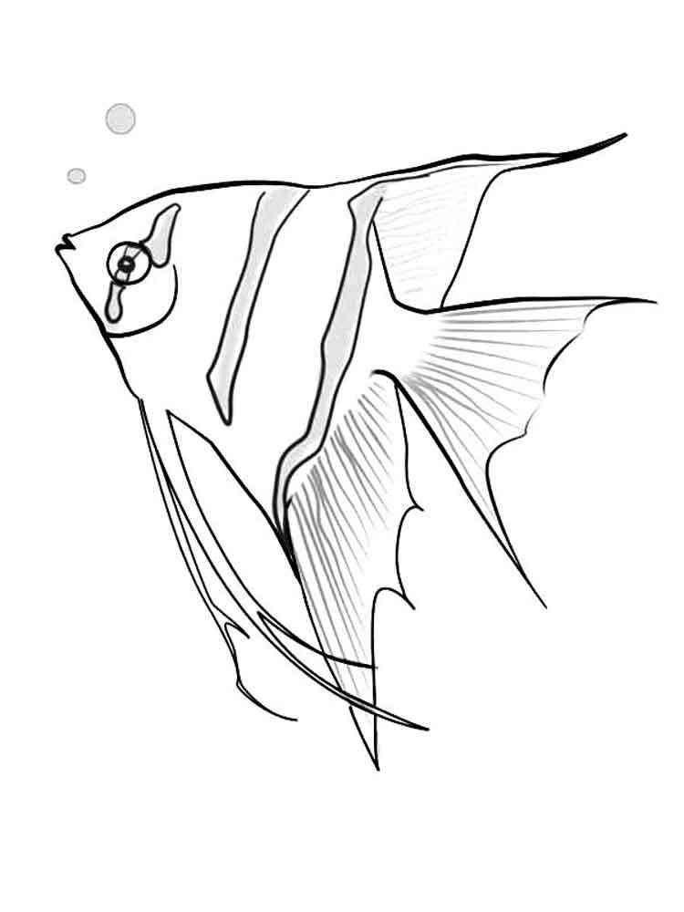 Angelfish coloring pages Download and print Angelfish