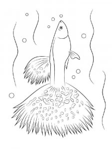 Aquarium Fish coloring page 6 - Free printable