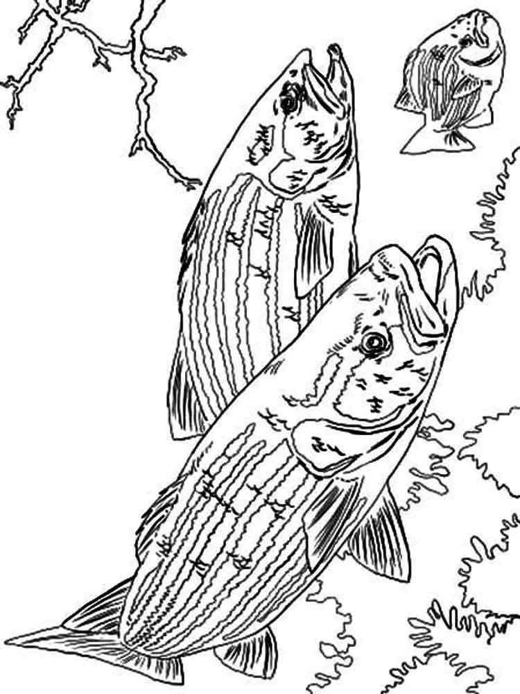 Bass Fish Coloring Pages Download Print Basses 1 Detailed