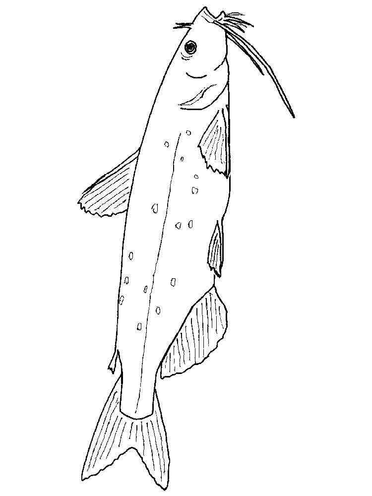 Catfish Coloring Pages Download Print 17 Fish Hooks
