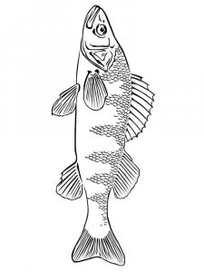 Freshwater Fish coloring page 11 - Free printable