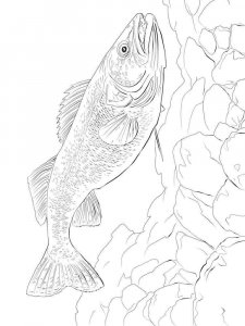 Freshwater Fish coloring page 13 - Free printable