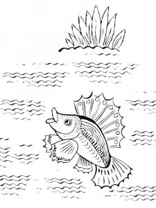 Freshwater Fish coloring page 14 - Free printable