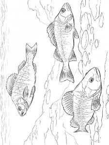 Freshwater Fish coloring page 3 - Free printable