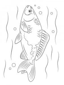 Freshwater Fish coloring page 5 - Free printable