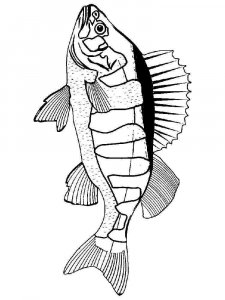 Freshwater Fish coloring page 7 - Free printable