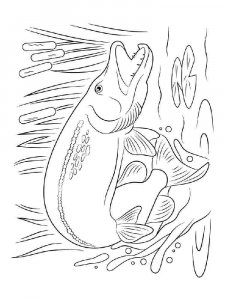 Freshwater Fish coloring page 9 - Free printable