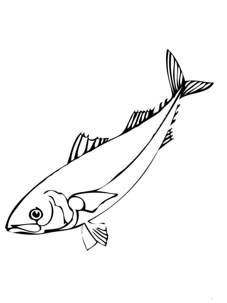 Herring Coloring Pages Download Print 5 Walleye Fish