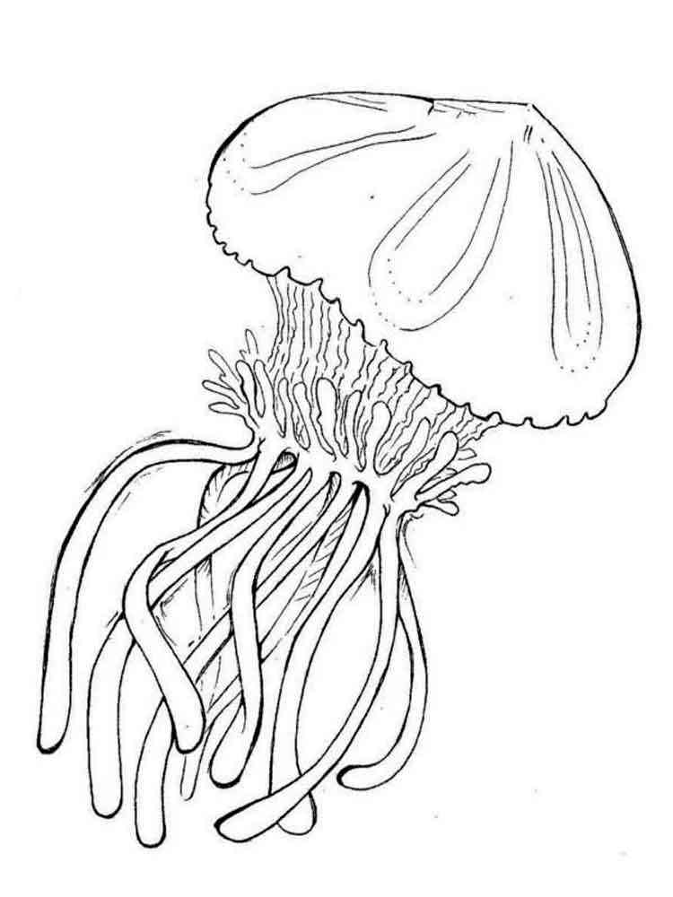 coloring pages jellyfish - photo #13
