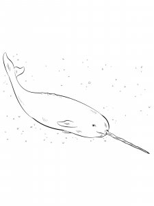 Narwhal coloring page 11 - Free printable