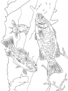Perch coloring page 11 - Free printable