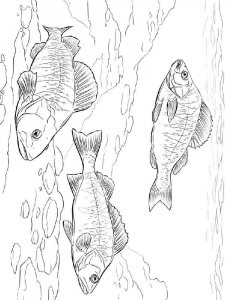 Perch coloring page 13 - Free printable
