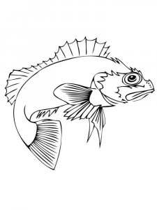 Perch coloring page 15 - Free printable