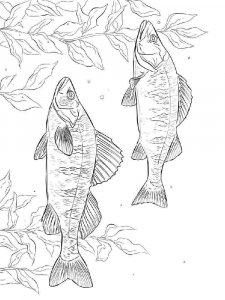 Perch coloring page 17 - Free printable