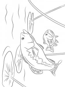 Perch coloring page 7 - Free printable