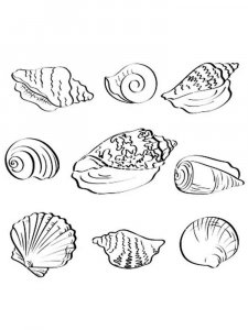 Seashell coloring page 12 - Free printable
