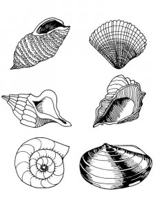 Seashell coloring page 15 - Free printable