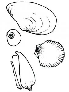 Seashell coloring page 22 - Free printable