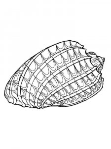 Seashell coloring page 6 - Free printable