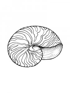 Seashell coloring page 9 - Free printable