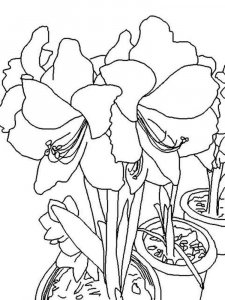 Amaryllis coloring page 1 - Free printable
