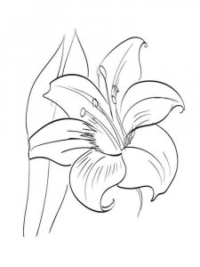 Amaryllis coloring page 2 - Free printable