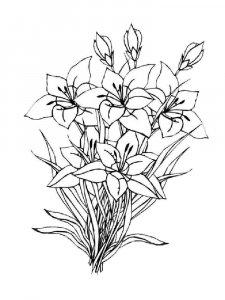 Amaryllis coloring page 3 - Free printable