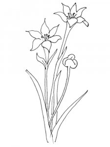 Amaryllis coloring page 4 - Free printable