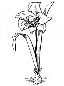 Amaryllis coloring page 5 - Free printable