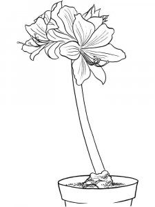 Amaryllis coloring page 6 - Free printable