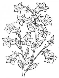 Bellflower coloring page 3 - Free printable