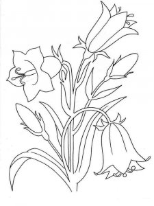 Bellflower coloring page 5 - Free printable
