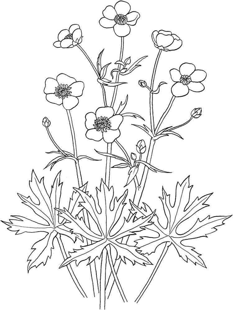 Buttercup flower coloring pages. Download and print Buttercup flower