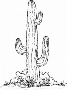 Cactus coloring page 30 - Free printable