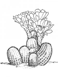 Cactus coloring page 42 - Free printable