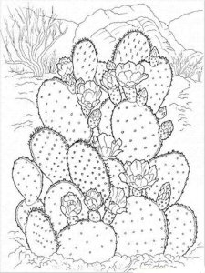 Cactus coloring page 31 - Free printable