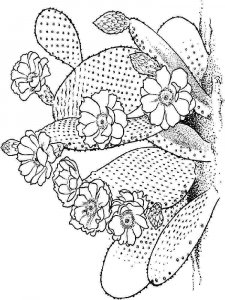 Cactus coloring page 37 - Free printable