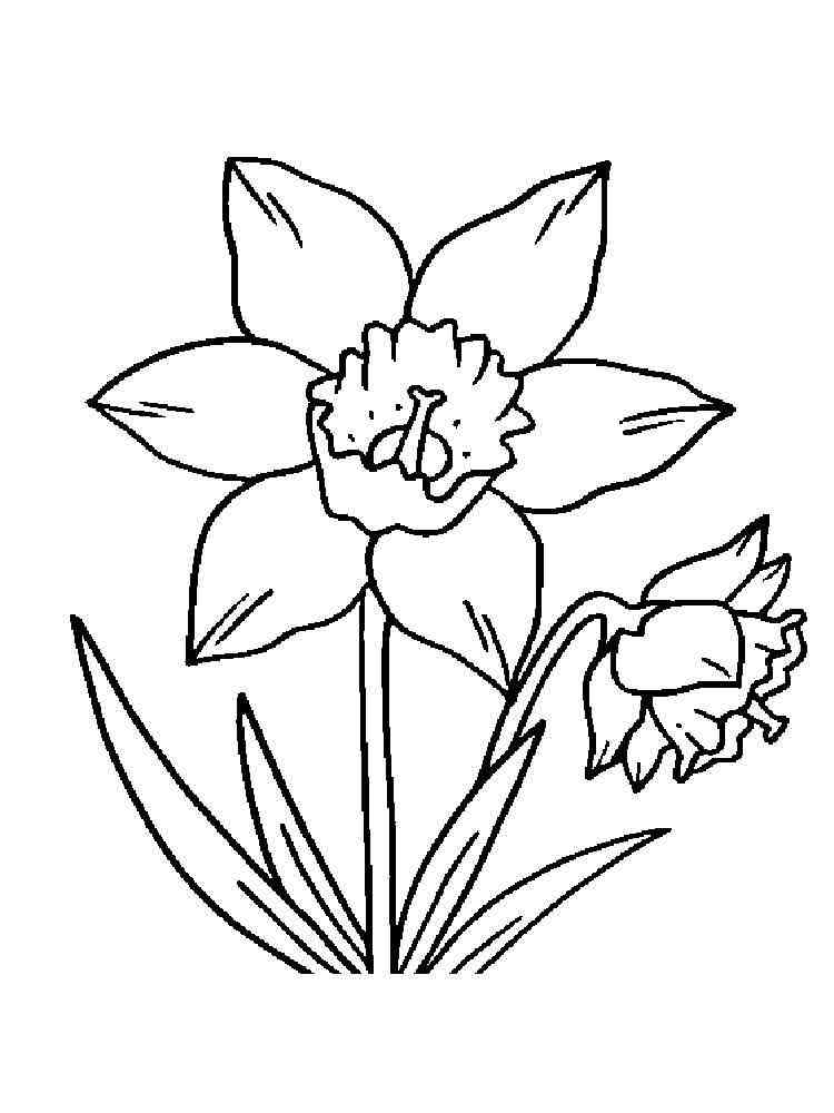 daffodil coloring pages for free - photo #20