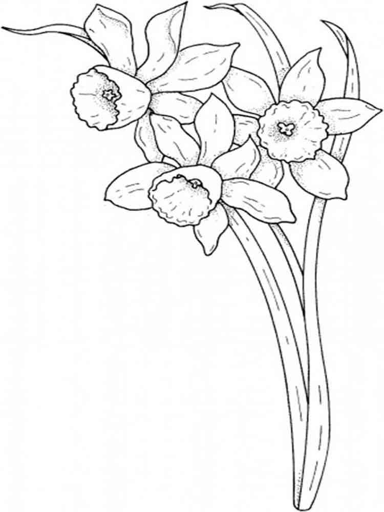 daffodil coloring pages for kids - photo #19